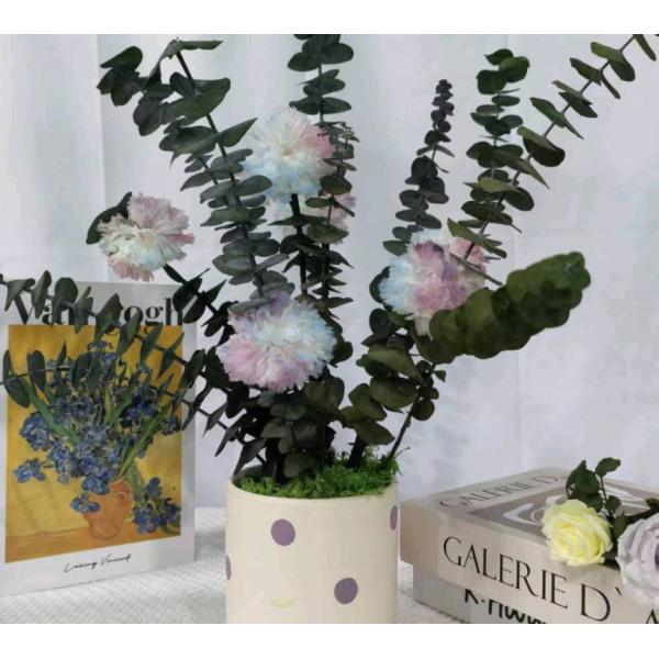 Preserved Carnation Potted Plant